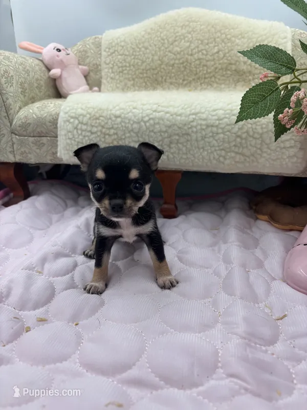 Caroline F1 AKC  – Chihuahua puppy for sale in Cullowhee, NC
