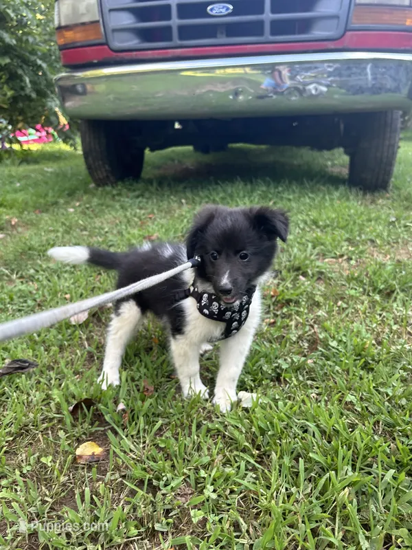 Lucy male black and white full AKC  – Shetland Sheepdog puppy for sale in Cullowhee, NC