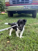 Lucy male black and white full AKC , a male Shetland Sheepdog for sale in Cullowhee, NC – 1 of 10