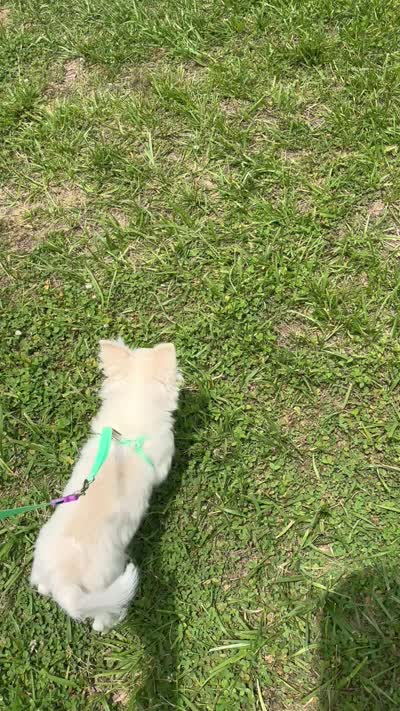 Cotton Full AKC, a male Chihuahua for sale in Cullowhee, NC – 9 of 9