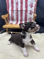 Freyas chocolate male full AKC , a male Chihuahua for sale in Cullowhee, NC – 9 of 10