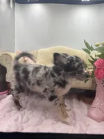 Full AKC Juliette Male # 2, a male Chihuahua for sale in Cullowhee, NC – 7 of 10