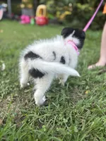 Lucy female full AKC , a female Shetland Sheepdog for sale in Cullowhee, NC – 9 of 10