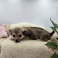 Full AKC Summer female, a female Chihuahua for sale in Cullowhee, NC – 7 of 10