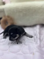 Caroline f2 AKC , a female Chihuahua for sale in Cullowhee, NC – 2 of 10
