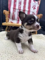 Freyas chocolate male full AKC , a male Chihuahua for sale in Cullowhee, NC – 2 of 10