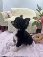 Rosie show prospect , a female Chihuahua for sale in Cullowhee, NC – 5 of 10