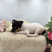 Cupcake tri female , a female Toy Fox Terrier for sale in Cullowhee, NC – 9 of 10