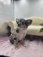 Full AKC Juliette Male # 2, a male Chihuahua for sale in Cullowhee, NC – 10 of 10