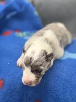 Full AKC Zina M 1, a male Shetland Sheepdog for sale in Cullowhee, NC – 3 of 10