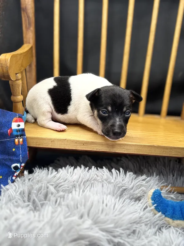 Topanga Male 2  – Toy Fox Terrier puppy for sale in Cullowhee, NC