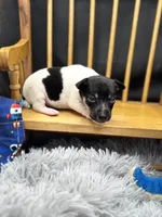Topanga Male 2 , a male Toy Fox Terrier for sale in Cullowhee, NC – 1 of 8