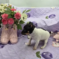 Minnie's boy full Akc, a male Toy Fox Terrier for sale in Cullowhee, NC – 9 of 10