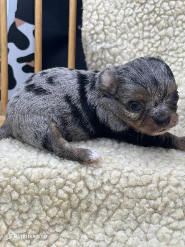 JDs Blue Merle LC Full AKC  – Chihuahua puppy for sale in Cullowhee, NC