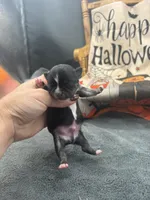 Panda male 1 full AKC , a male Chihuahua for sale in Cullowhee, NC – 5 of 10