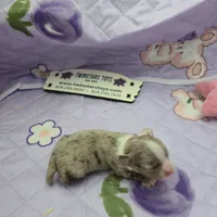 Juliettes Chocolate girl full Akc, a female Chihuahua for sale in Cullowhee, NC – 4 of 10