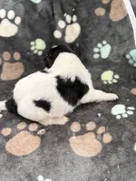 Lucy male #2 full AKC , a male Shetland Sheepdog for sale in Cullowhee, NC – 6 of 10