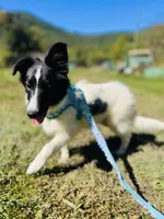 Belles  full AKC , a female Shetland Sheepdog for sale in Cullowhee, NC – 3 of 9