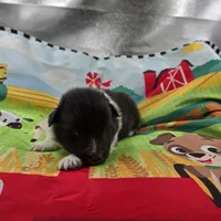 Farrah full Akc female Bi-blk, a female Shetland Sheepdog for sale in Cullowhee, NC – 9 of 10