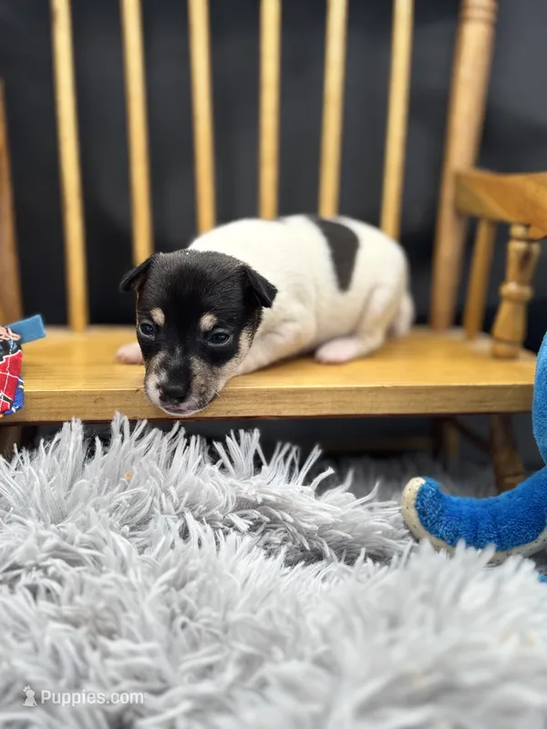 Topanga Male 1  – Toy Fox Terrier puppy for sale in Cullowhee, NC