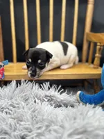 Topanga Male 1 , a male Toy Fox Terrier for sale in Cullowhee, NC – 1 of 10