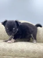 Full AKC Juliette Male # 4 , a male Chihuahua for sale in Cullowhee, NC – 4 of 10