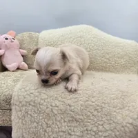 Kitkat Full Akc Champion sired female, a female Chihuahua for sale in Cullowhee, NC – 3 of 10