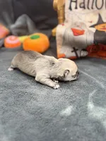 Panda Female long coat 2 full AKC, a female Chihuahua for sale in Cullowhee, NC – 3 of 10