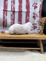 Male creme full AKC , a male Chihuahua for sale in Cullowhee, NC – 5 of 10