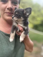 blue female long coat full AKC , a female Chihuahua for sale in Cullowhee, NC – 4 of 10