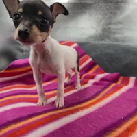 Tinkers Tiny Tim, a male Toy Fox Terrier for sale in Cullowhee, NC – 3 of 10