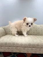 Amber female full AKC Teacup , a female Chihuahua for sale in Cullowhee, NC – 4 of 10
