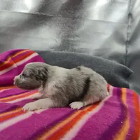 Farrah's Blue Merle Female Full AkC, a female Shetland Sheepdog for sale in Cullowhee, NC – 6 of 10