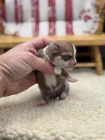 Fawn sable female full AKC, a female Chihuahua for sale in Cullowhee, NC – 3 of 10