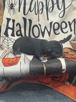 Panda male 1 full AKC , a male Chihuahua for sale in Cullowhee, NC – 8 of 10