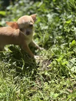 Bitsy AKC  teacup , a female Chihuahua for sale in Cullowhee, NC – 8 of 10