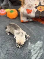 Panda Female long coat 2 full AKC, a female Chihuahua for sale in Cullowhee, NC – 2 of 10