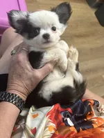 Kitkat Full Akc Champion sire male, a male Chihuahua for sale in Cullowhee, NC – 2 of 9