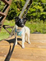 Bruno male AKC, a male Shetland Sheepdog for sale in Cullowhee, NC – 4 of 9