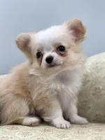 Amber female full AKC Teacup , a female Chihuahua for sale in Cullowhee, NC – 2 of 10