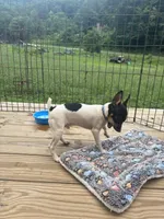 Full AKC Mini's Male #2, a male Toy Fox Terrier for sale in Cullowhee, NC – 6 of 10