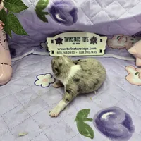 Juliettes Chocolate girl full Akc long coat, a female Chihuahua for sale in Cullowhee, NC – 4 of 10
