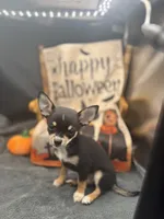  tri male 2  AKC , a male Chihuahua for sale in Cullowhee, NC – 7 of 10