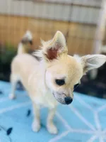 Mindy Full AKC female, a female Chihuahua for sale in Cullowhee, NC – 6 of 10