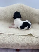 Cupcake tri male, a male Toy Fox Terrier for sale in Cullowhee, NC – 5 of 10