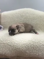 Full AKC Summer Female2, a female Chihuahua for sale in Cullowhee, NC – 6 of 10