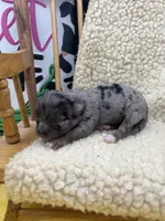 JDs Blue Merle LC Full AKC , a female Chihuahua for sale in Cullowhee, NC – 9 of 10