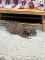 Fawn sable female full AKC, a female Chihuahua for sale in Cullowhee, NC – 5 of 10