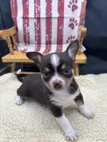 Freyas chocolate male full AKC , a male Chihuahua for sale in Cullowhee, NC – 3 of 10