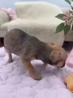 Full AKC Summer Male 2, a male Chihuahua for sale in Cullowhee, NC – 4 of 10